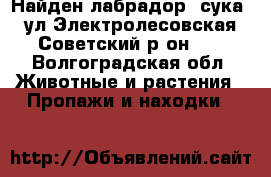 Найден лабрадор (сука) ул.Электролесовская Советский р-он    - Волгоградская обл. Животные и растения » Пропажи и находки   